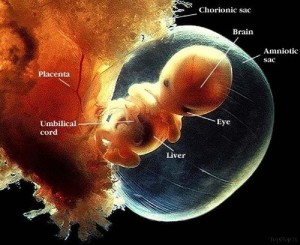 gambar Proses Perkembangan Pertumbuhan Bayi Janin dalam Kandungan usia minggu bulan